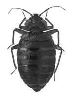 bedbug control in vermont