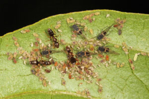 Pavement Ants in Vermont