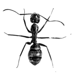 Carpenter ant control in vermont