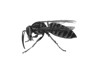 Vermont yellowjacket control