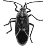 boxelder bug control in vermont