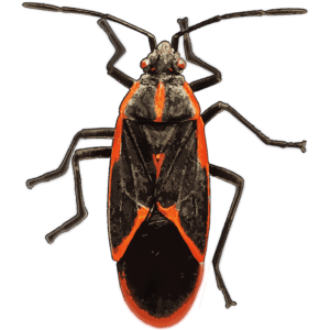 Boxelder bug control in vermont