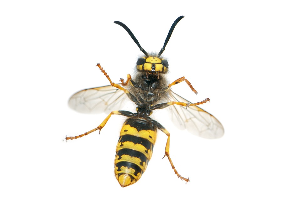 yellowjacket vermont