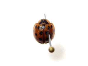 Asian Lady Beetle Vermont Pests