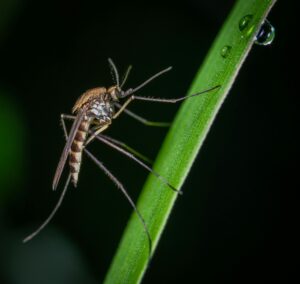 Mosquito Control in Vermont