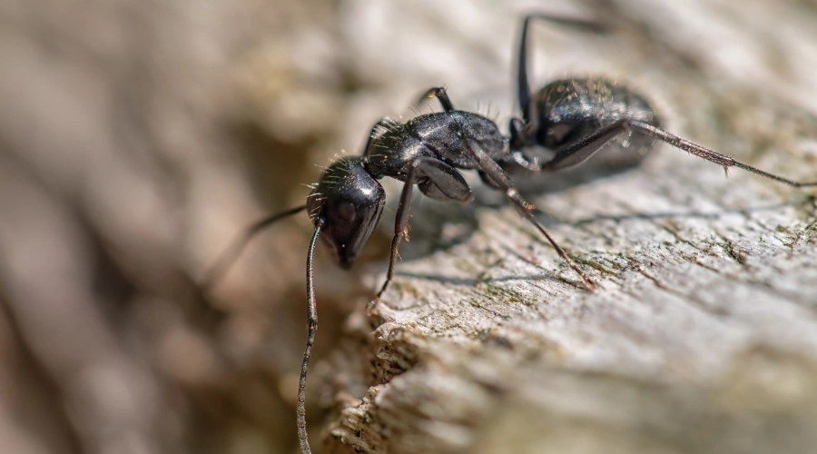 Vermont Carpenter Ant